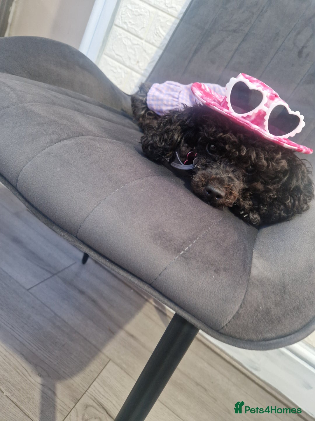 Chipoo dogs for sale: Princess Nelly  - Advert 7