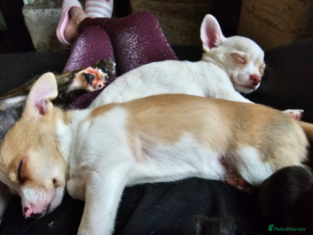 Chihuahua dogs for sale: Two male chihuahuas  - Advert 20