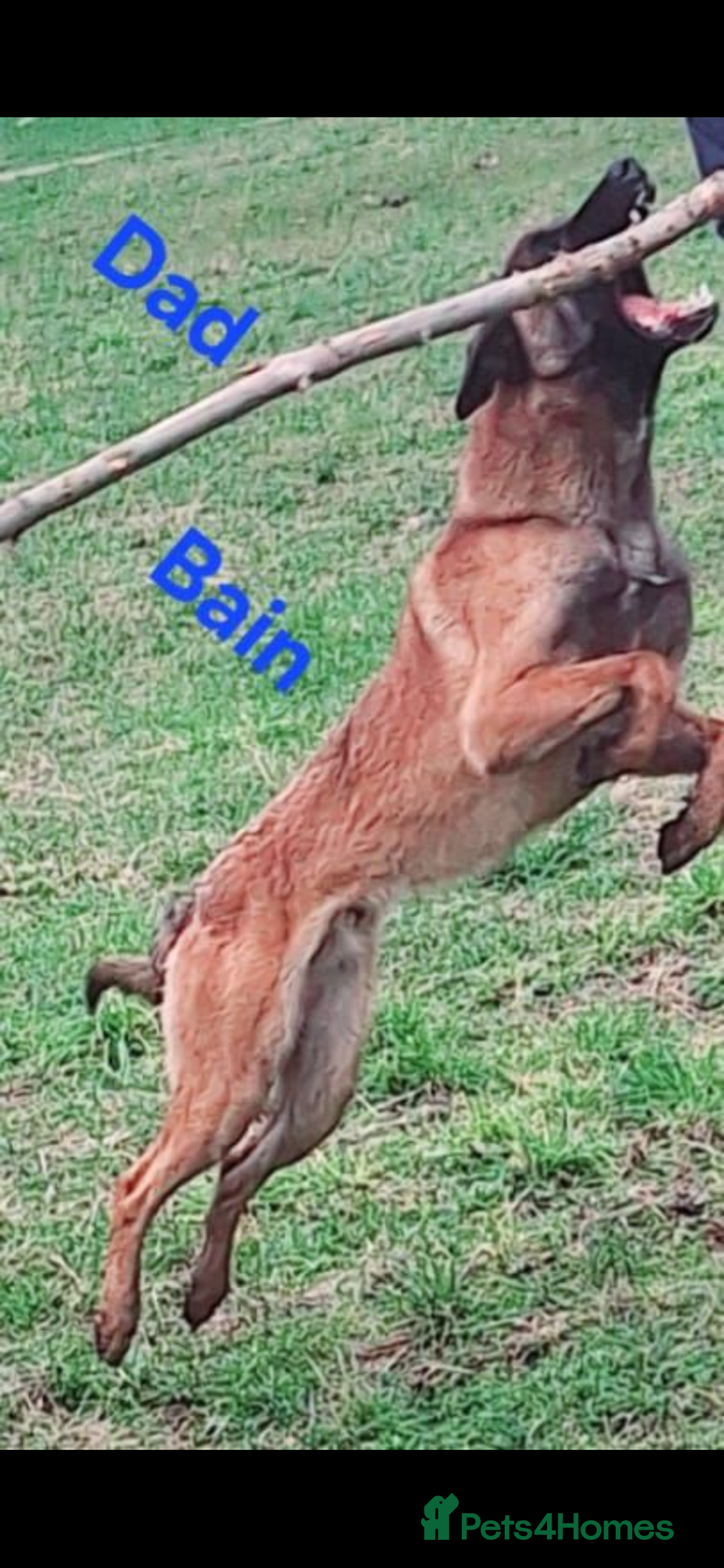 Belgian Shepherd Dog dogs for sale: Belgian Malinois x Bullmastiff dog in Telford - Advert 3