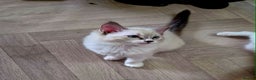 Ragdoll cats for sale: Beautiful Ragdoll Kittens Available - Advert 2