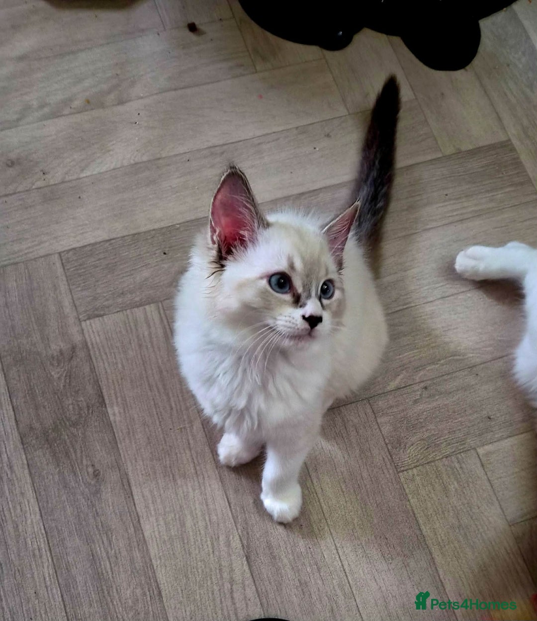 Ragdoll cats for sale: Beautiful Ragdoll Kittens Available - Advert 2