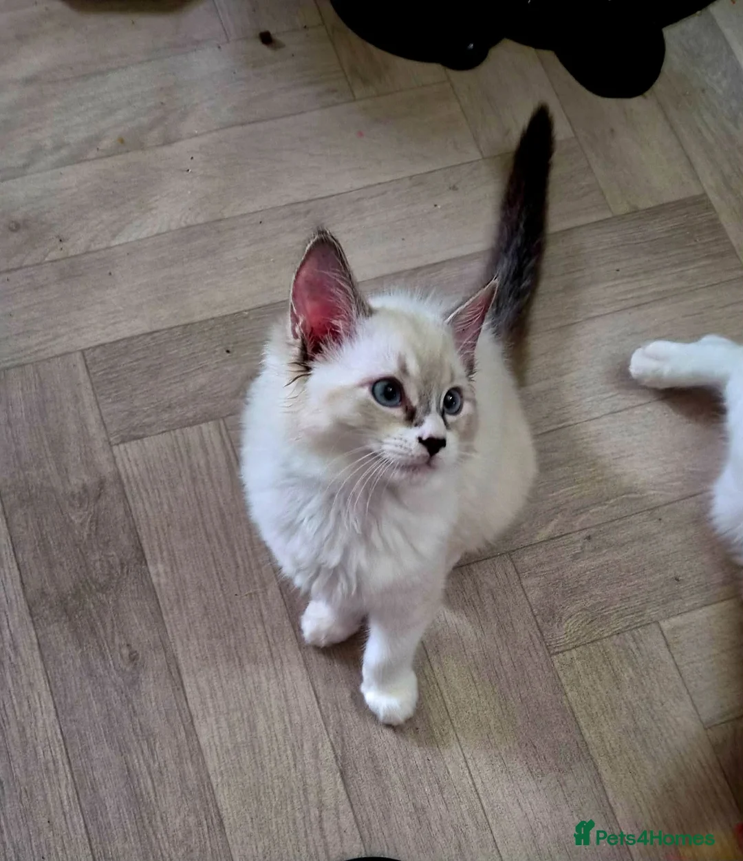 Ragdoll cats for sale: Beautiful Ragdoll Kittens Available - Advert 2