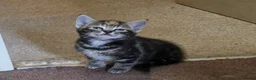 Mixed Breed cats for sale: Friendly, playful and sweet kittens  - Advert 16