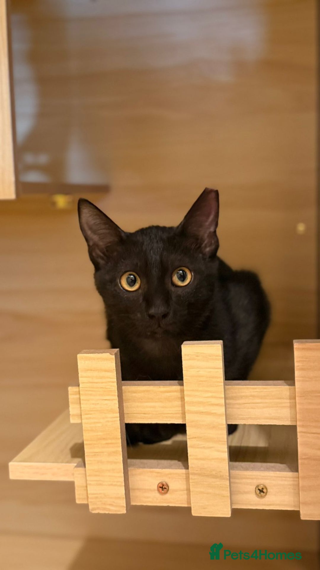 Mixed Breed cats for adoption: [Indoors Only] Lovely & Playful Trio Brothers - Advert 5