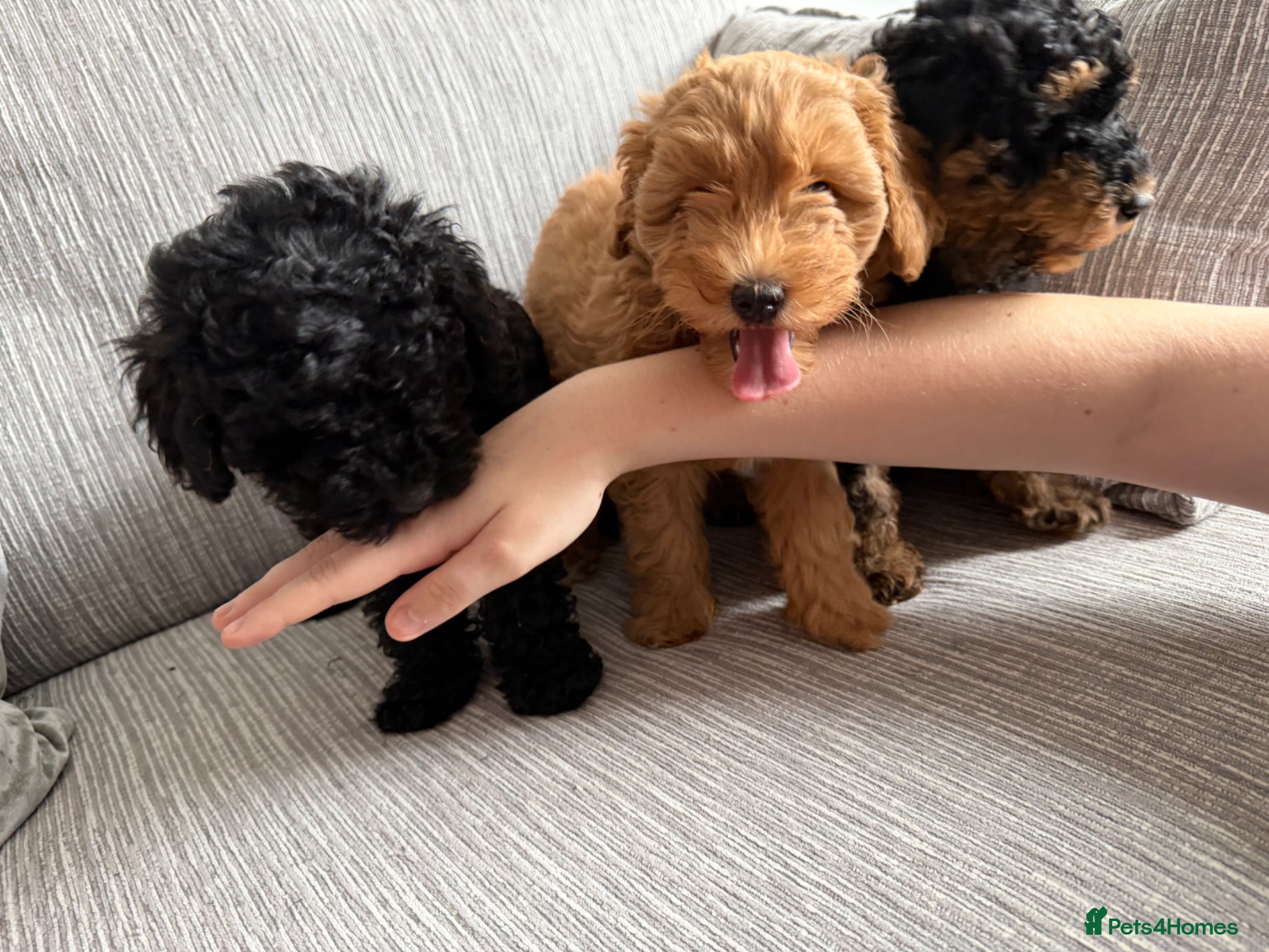 Schnoodle dogs **Ready to leave** Beautiful Schnoodle Pups  - Advert 2