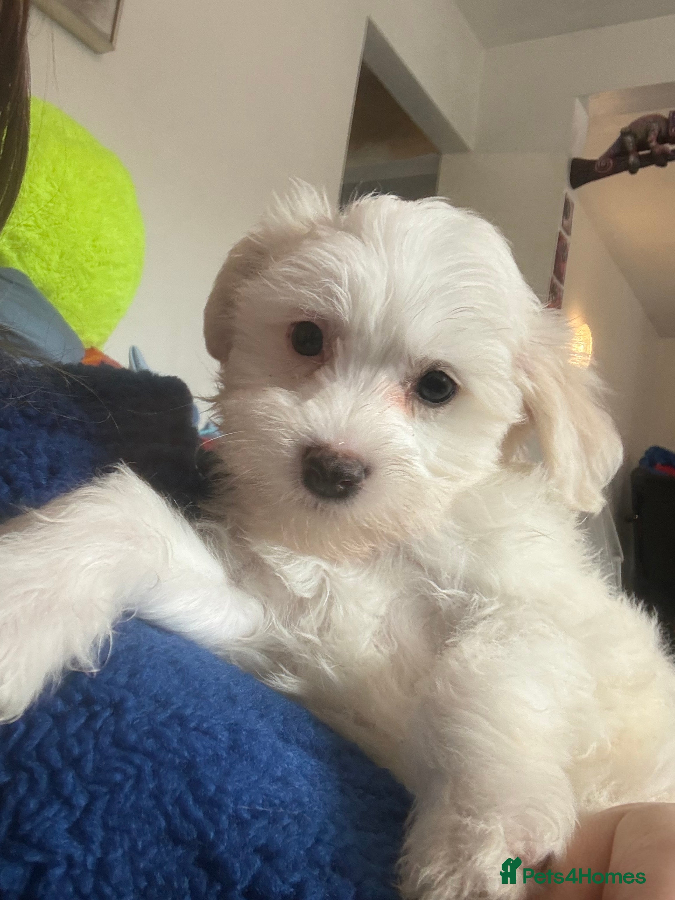 Chinese Crested dogs 🐾  Chinese Crested Puppies   - Advert 6