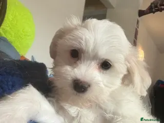 Chinese Crested dogs 🐾 Chinese Crested Puppies - Advert 6