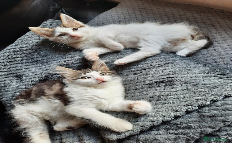 Domestic Shorthair cats - Advert 14