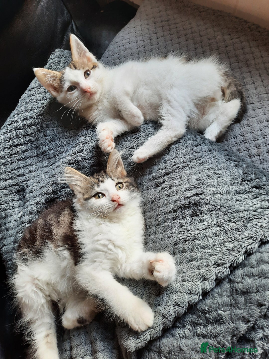 Domestic Shorthair cats for sale: Adorable Kittens Looking for Loving Homes! - Image 1
