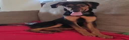 Mixed Breed dogs for adoption: Handsome Alfie - 5 months old Hound cross in Stone - Advert 5