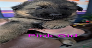 German Shepherd dogs - Advert 7