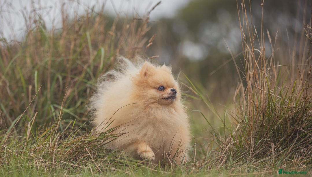 Pomeranian dogs for stud: Prince George Bridgeton 👑 - Image 14