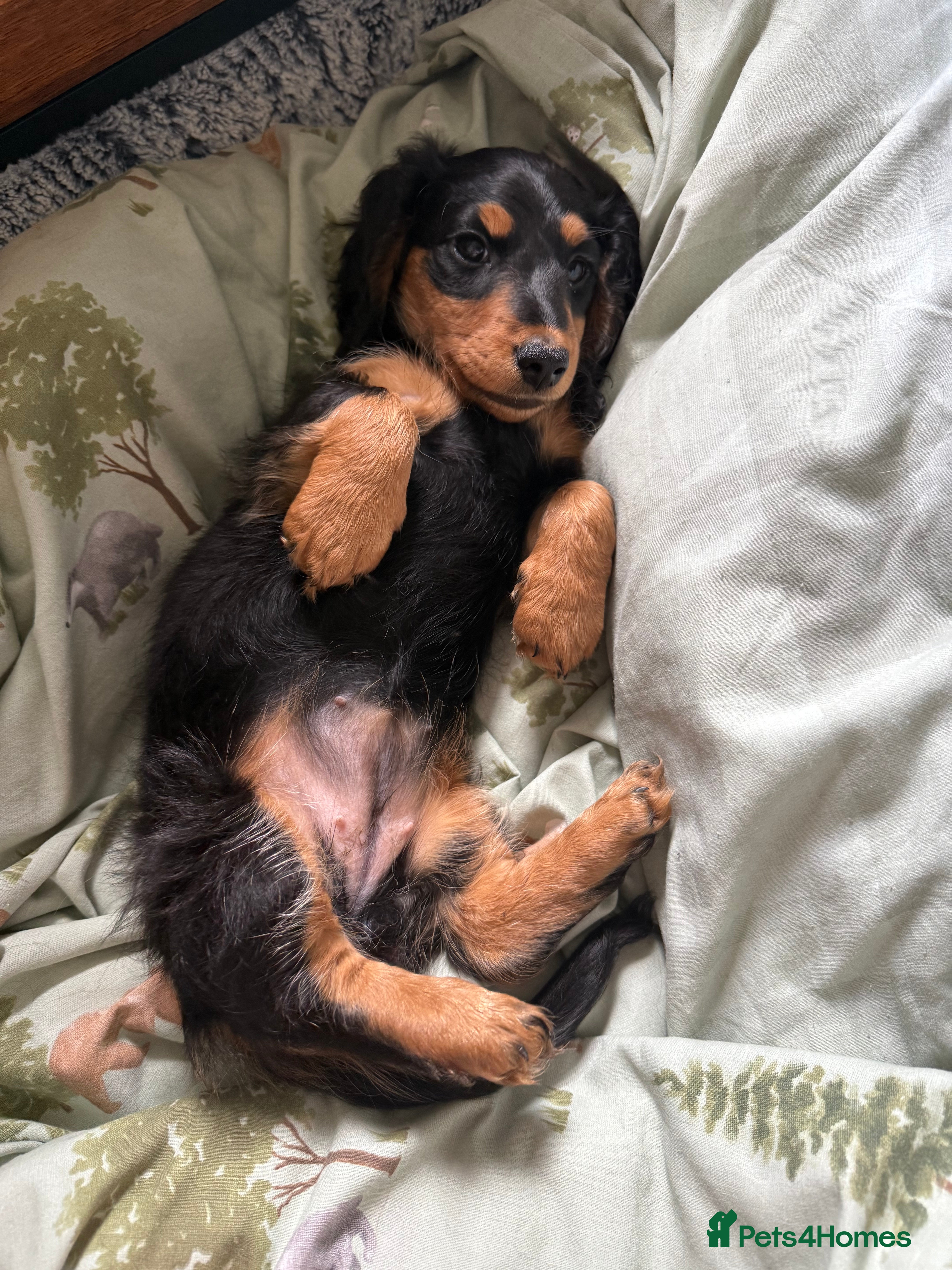 Miniature Dachshund dogs for sale: Miniature dachshund girl - Advert 1