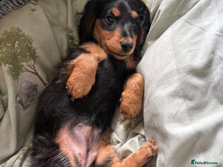 Miniature Dachshund dogs - Advert 6