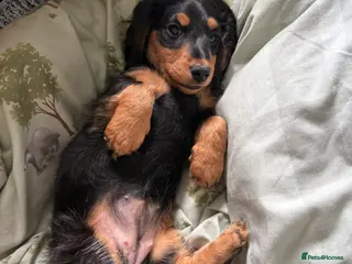 Miniature Dachshund dogs Miniature dachshund girl - Advert 1