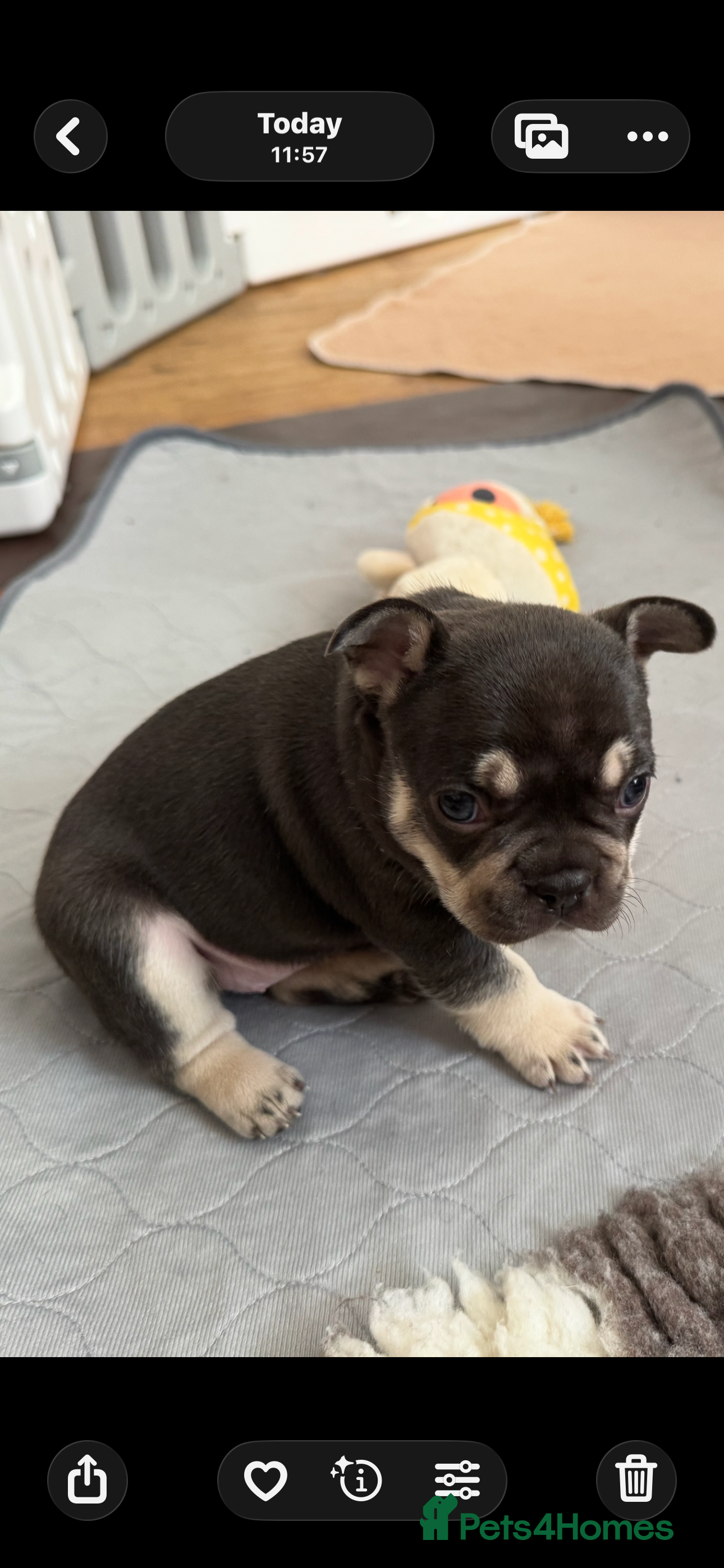 French Bulldog dogs French Bulldog puppies  - Advert 2