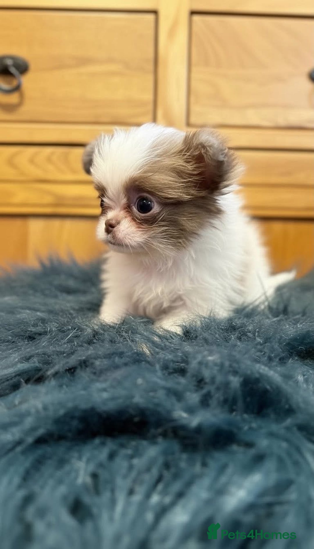 Chihuahua dogs for sale: Chihuahua     REDUCED!!!!!!!!! - Advert 5