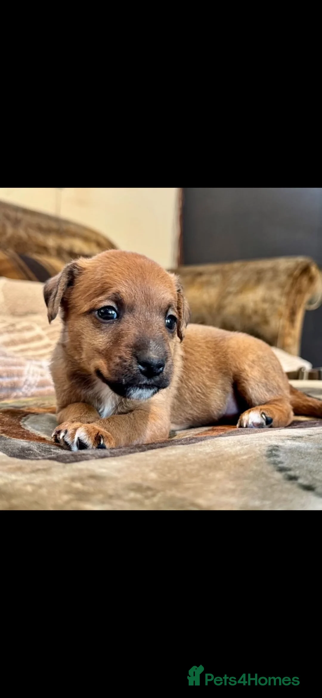 Mixed Breed dogs for sale: Adorable patterjack/Lakeland puppies - Advert 9