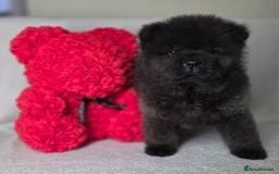 Chow Chow dogs for sale: Last Puppy – Rare Blue Chow Chow Girl🐾 - Image 30