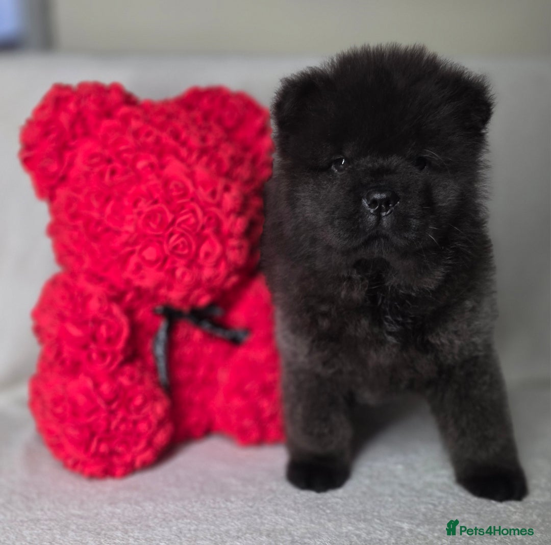 Chow Chow dogs for sale: Last Puppy – Rare Blue Chow Chow Girl🐾 - Image 30