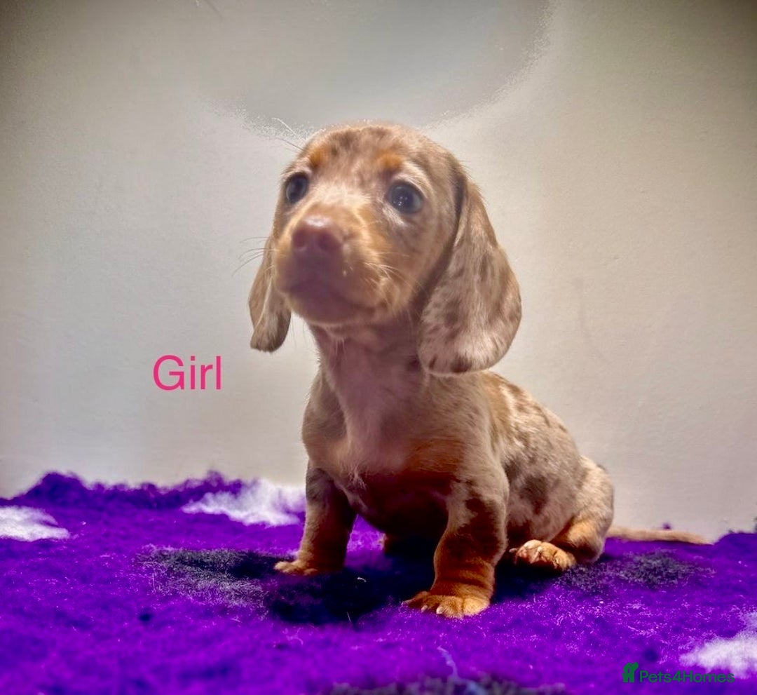 Miniature Dachshund dogs for sale: ⭐️🦋⭐️MINI MINIATURE DACHSHUNDS READY NOW ⭐️🦋⭐️ - Image 4