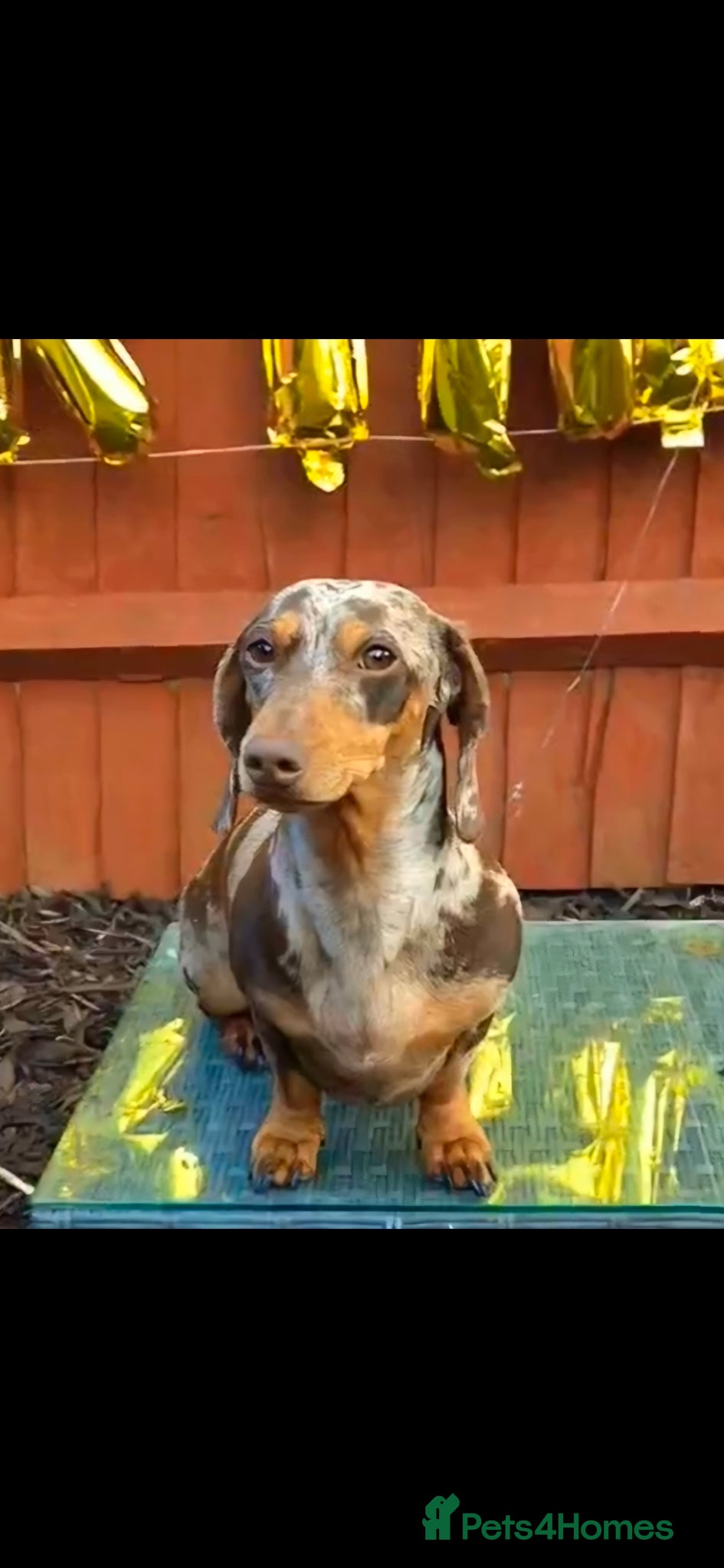 Miniature Dachshund dogs 🐾KC Silver Dapple - Elite Show Lines - 2.2% COI🐾 - Advert 7
