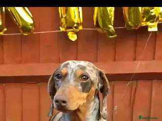 Miniature Dachshund dogs 🐾KC Silver Dapple - Elite Show Lines - 2.2% COI🐾 - Advert 7