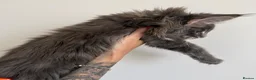 Maine Coon cats for sale: Champion line kittens 🥰 - Advert 19
