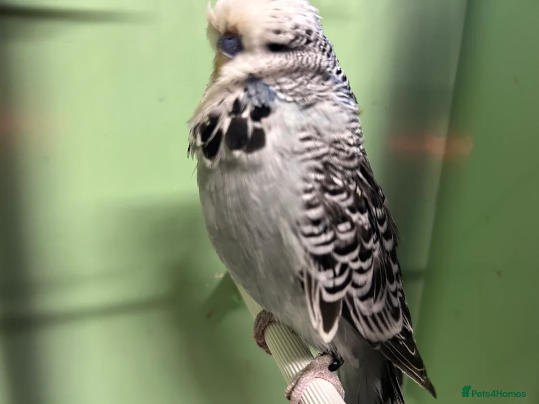 Budgerigars birds for sale: Budgies for sale, all in good health - Advert 11