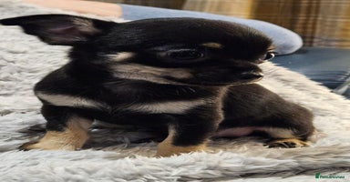 Chihuahua dogs Beautiful Teeny Weeny Blue Chihuahuas - Advert 9