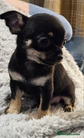 Chihuahua dogs Beautiful Teeny Weeny Blue Chihuahuas - Advert 9