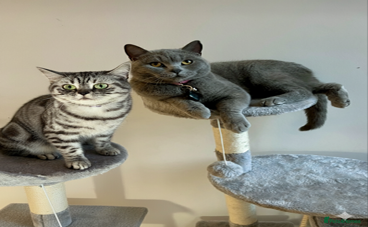 British Shorthair cats - Advert 3