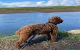 Miniature Poodle dogs for stud: Proven extensively health tested KC RED poodle in Swansea - Image 5