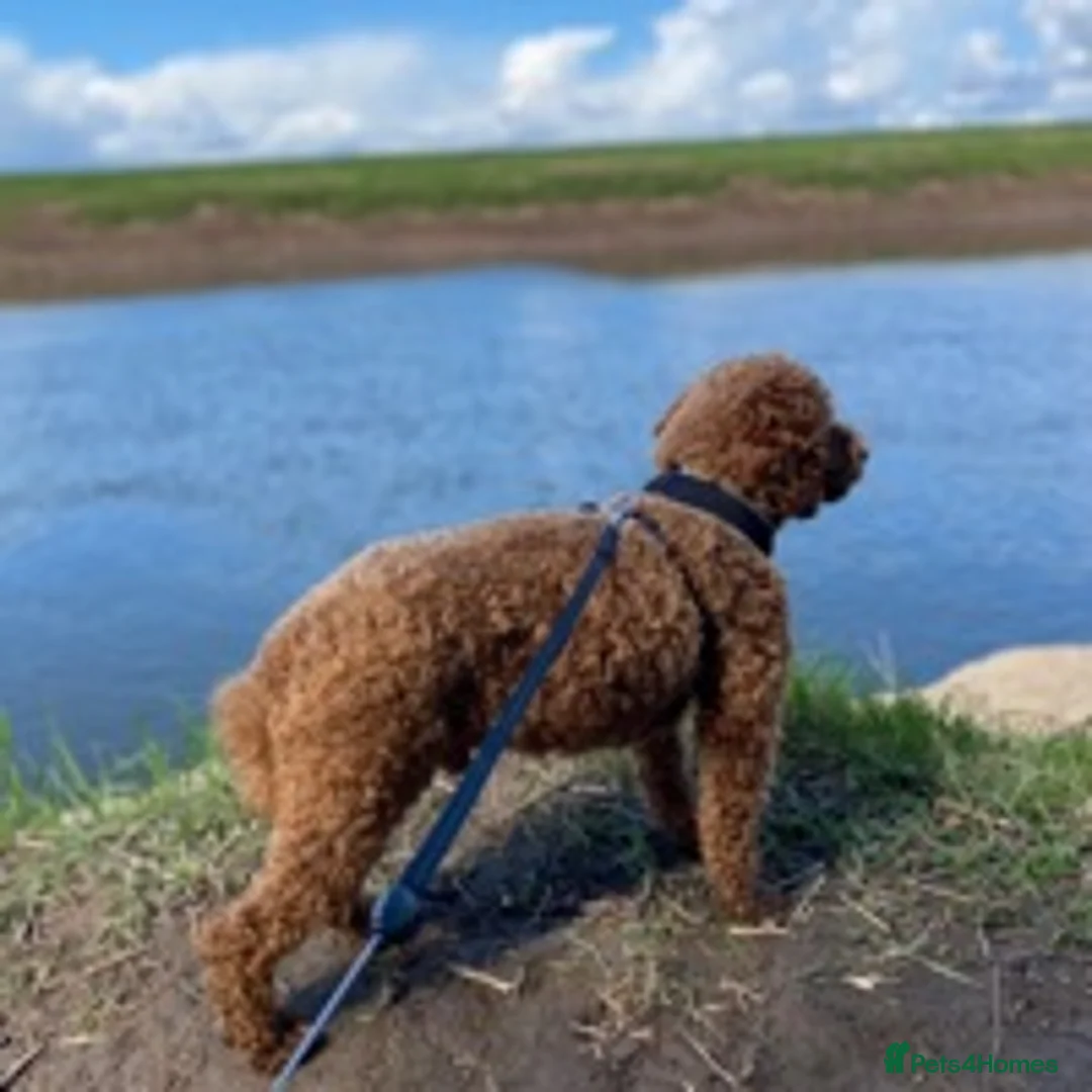 Miniature Poodle dogs for stud: Proven extensively health tested KC RED poodle in Swansea - Advert 5