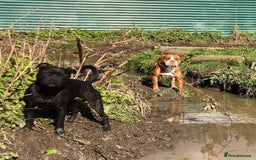 Staffordshire Bull Terrier dogs for sale: Six stunning Staffordshire bull terrier pups  - Image 11