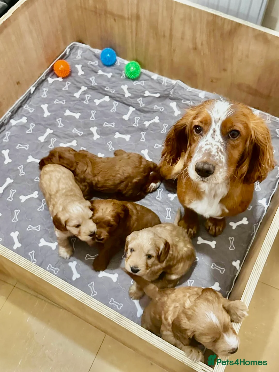 Cockapoo dogs for sale: Stunning cockapoo puppies - Advert 1