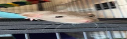 Rat rodents for sale: 4 Male Dumbo rats and complete set up for sale  in Esher - Advert 4