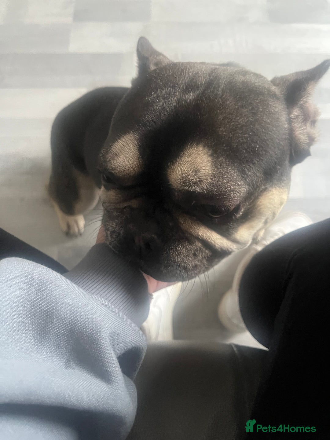 French Bulldog dogs for sale: Male French Bulldog  - Image 6
