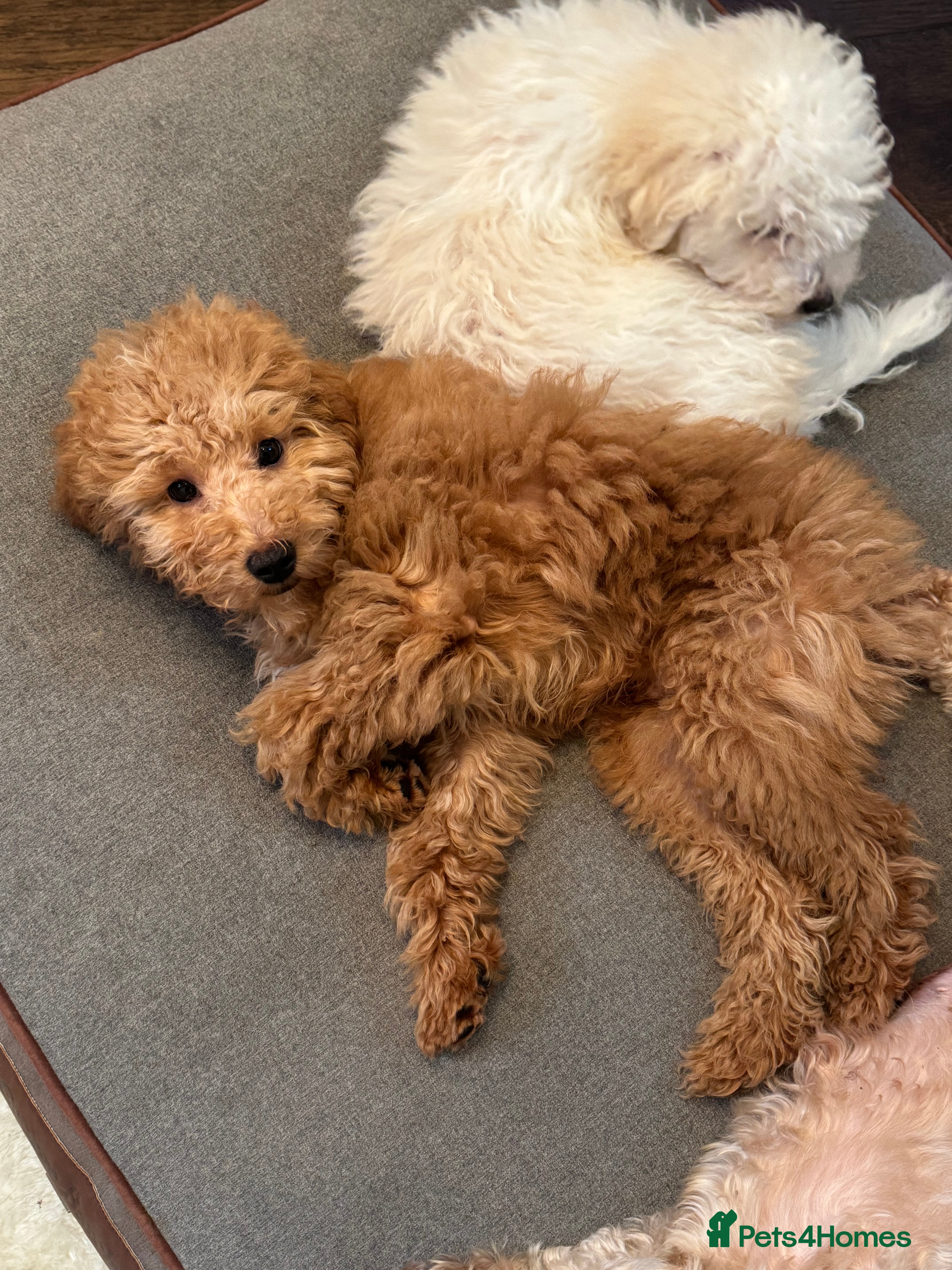 Maltipoo dogs 3 GORGEOUS MALTIPOO PUPPIES - Advert 4