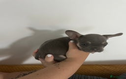 French Bulldog dogs for sale: French Bulldog Fur Babies  - Image 6