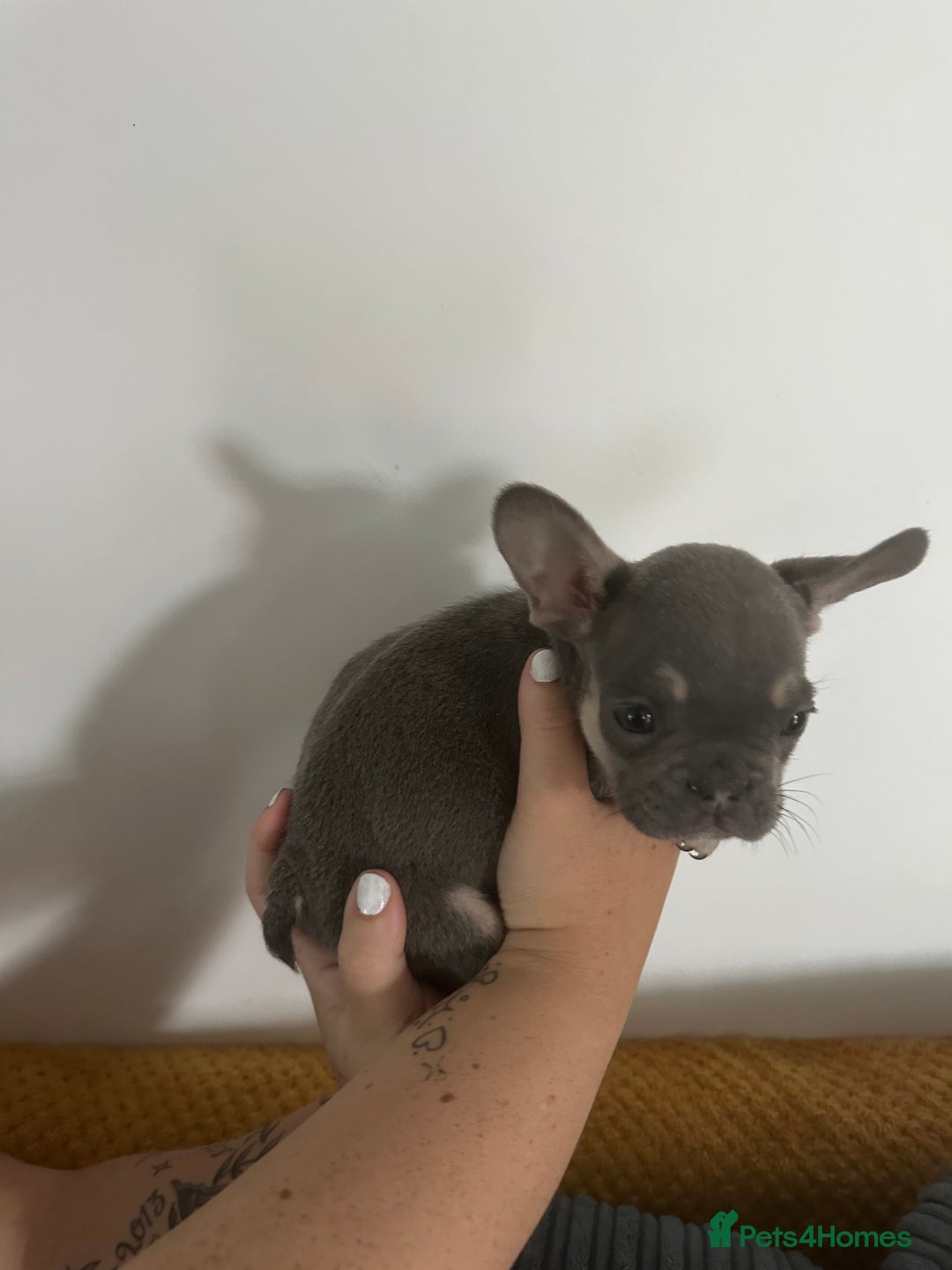 French Bulldog dogs for sale: French Bulldog Fur Babies  - Image 6