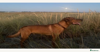 Labrador Retriever dogs - Advert 5