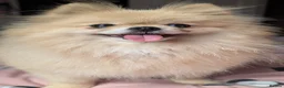 Pomeranian dogs for sale: Adorable Female Pomeranian seeking new home  - Advert 3