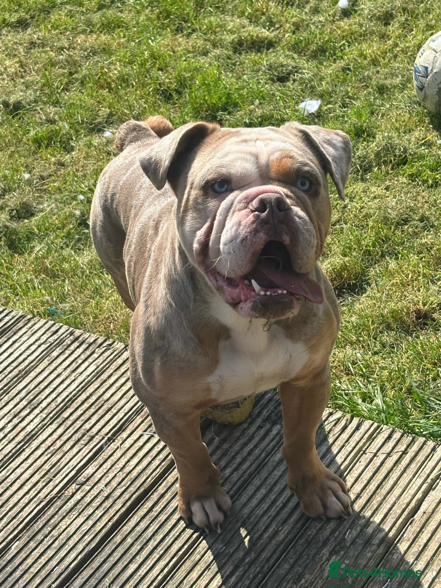 Old Tyme Bulldog dogs Lilac tri merle for stud (not proven yet) - Advert 1