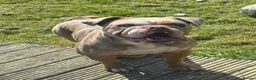 Old Tyme Bulldog dogs for stud: Lilac tri merle for stud (not proven yet) in Barnsley - Advert 1