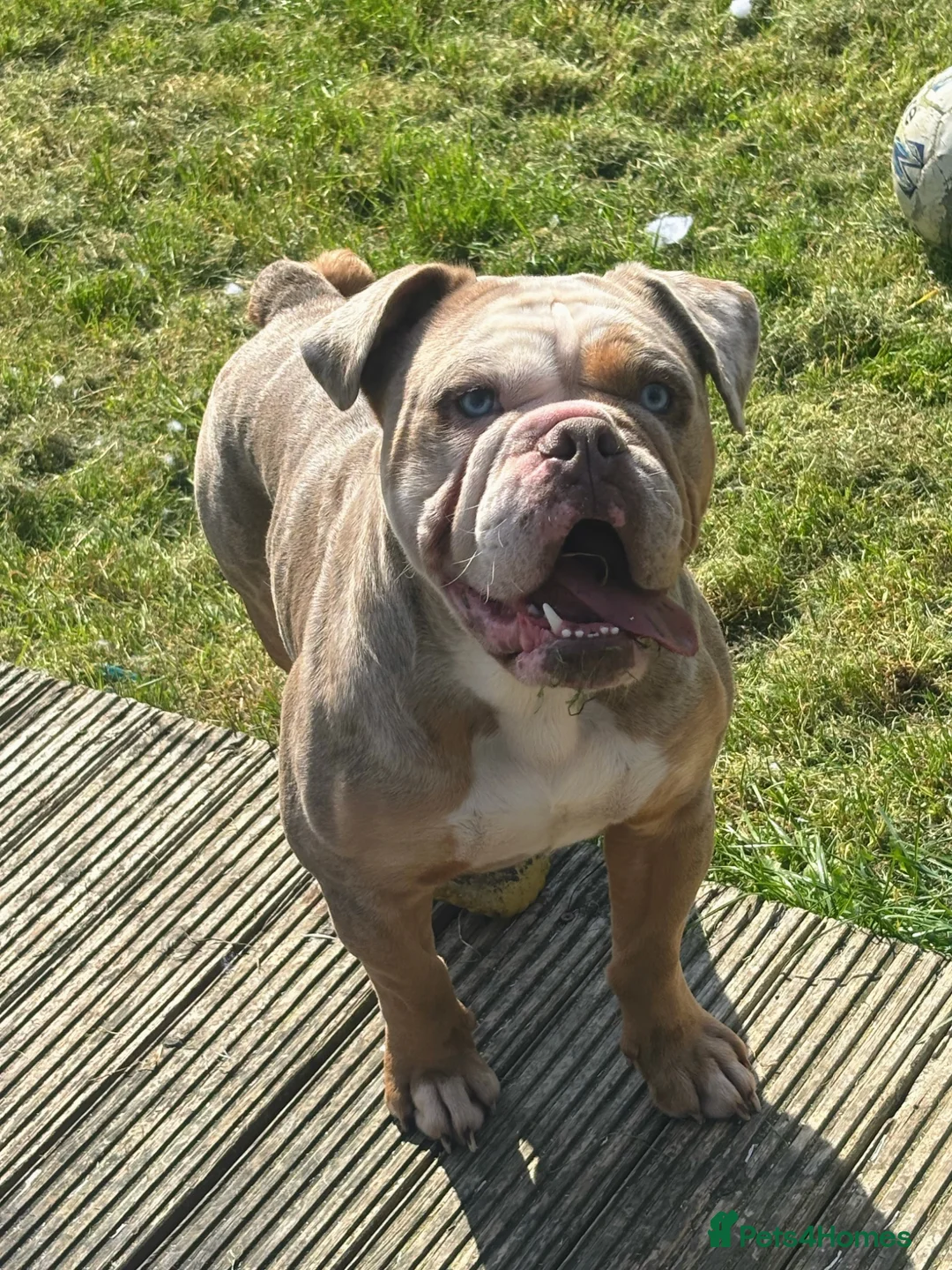 Old Tyme Bulldog dogs for stud: Lilac tri merle for stud (not proven yet) in Barnsley - Advert 1