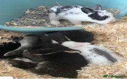 Mini Lop rabbits for sale: New baby mini lops  - Image 5
