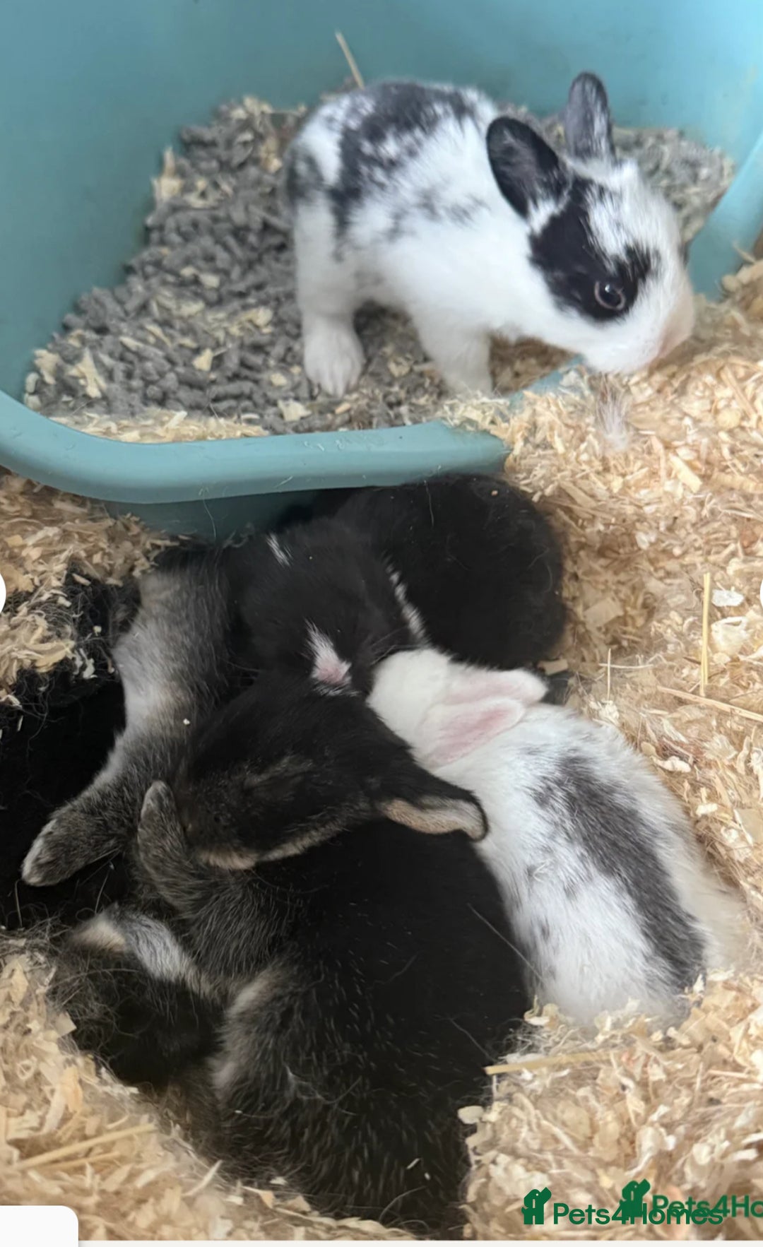 Mini Lop rabbits for sale: New baby mini lops  - Image 5
