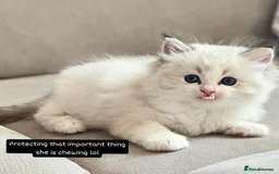 Ragdoll cats for sale: Tica registeeed tabby bicolour ragdolls - Image 27