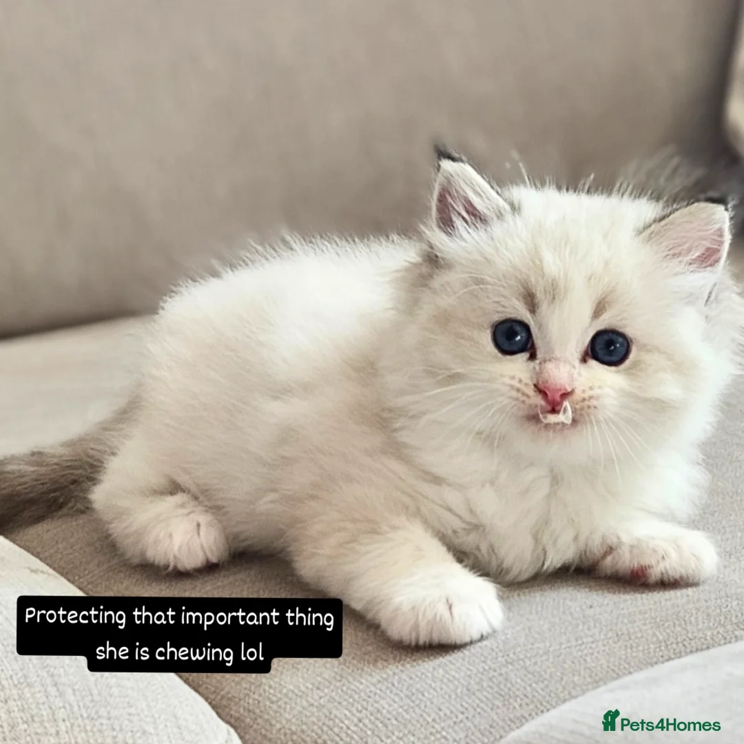 Ragdoll cats for sale: Tica registeeed tabby bicolour ragdolls - Image 27